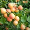 Комплект 5шт / Абрикос Эсделик: фото и описание