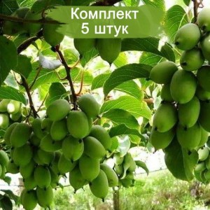 Комплект 5шт / Актинидия Доктор Шимановский (самоплодная)