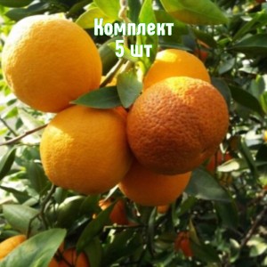 Комплект 5шт / Апельсин Фрагола