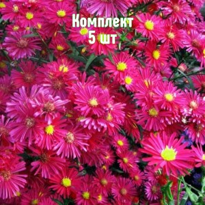 Комплект 5шт / Астра Уинстон Черчилль