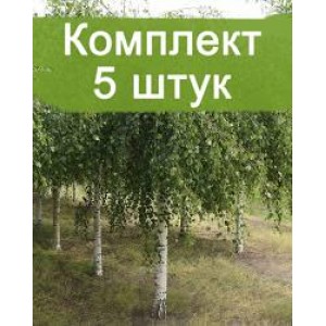 Комплект 5шт / Берёза повислая (саженец до 40 см)