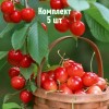 Комплект 5шт / Черешня Голубушка: фото и описание