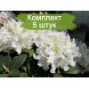 Саженцы рододендрона Каннингемс Уайт (Cunningham’s White) -  5 шт.