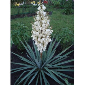 Юкка Нитчатая (Yucca filamentosa)