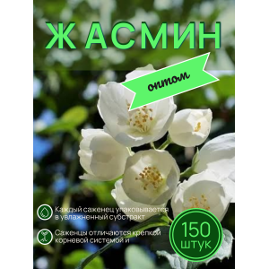 Жасмин / саженцы оптом150 шт